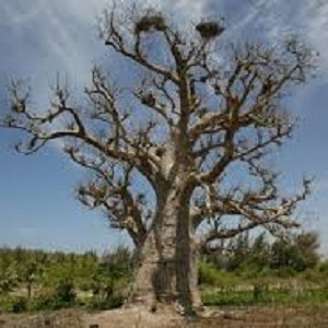 B4.1 - Baobab - Illustration article sur  huiles de massage de Bruno Deck - Masseur tantrique Perpignan